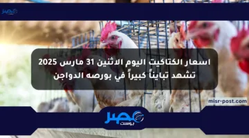أسعار الكتاكيت اليوم الاثنين 31 مارس 2025 تشهد تبايناً كبيراً في بورصة الدواجن
